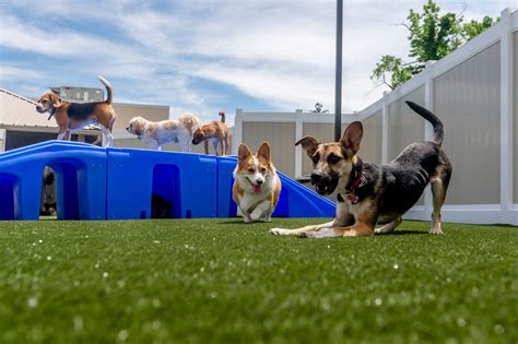 Dog Day Care 